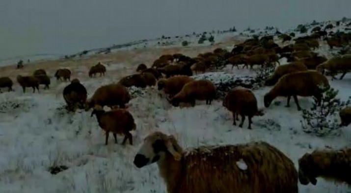 Kar Yağışı Yaylada Bulunan Sürü Sahiplerini Zor Durumda Bıraktı